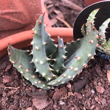 Aloe aculeata 'White Thorns'