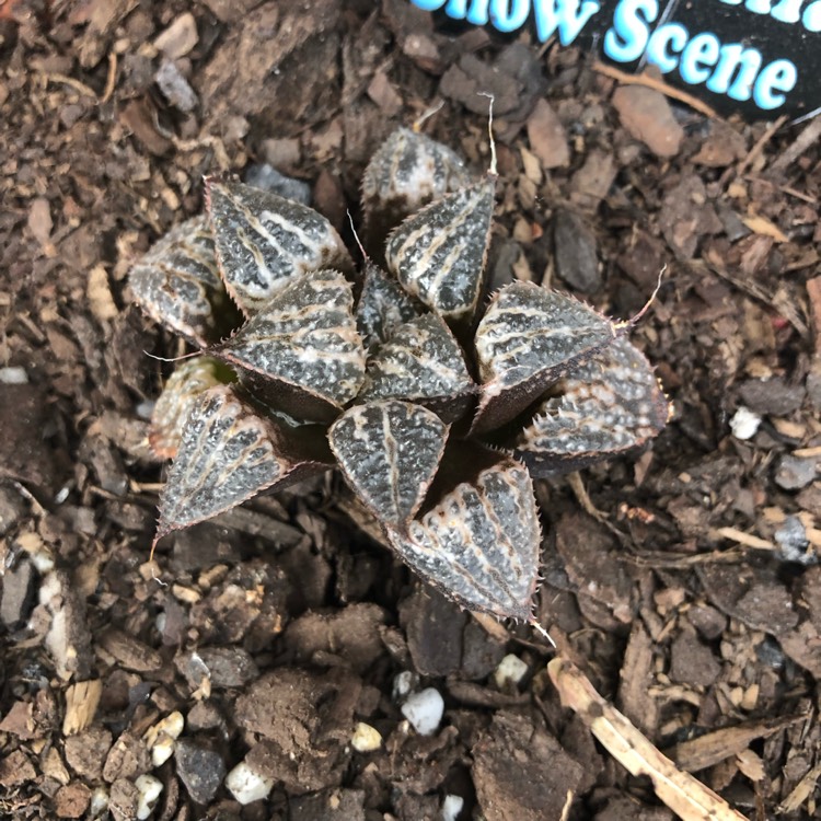 Plant image Haworthia emelyae 'Snow Scene'