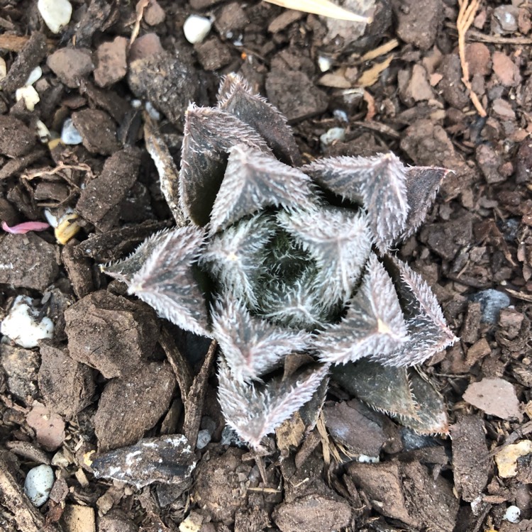Plant image Haworthia Cooperi var. Venusta