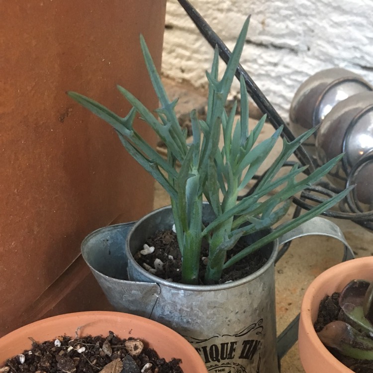 plant image 556611