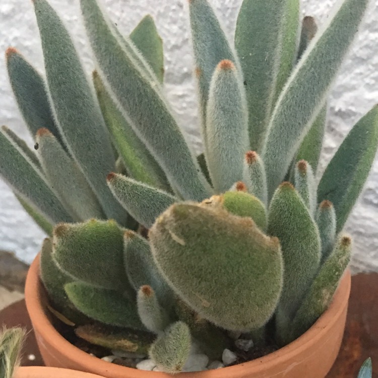 Plant image Kalanchoe tomentosa 'Black Tie'
