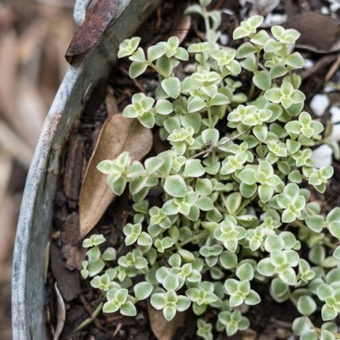 Crassula Pellucida subsp. Marginalis Dwarf Form