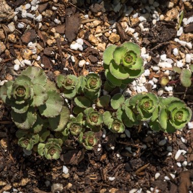 Sedum spurium  'Chocolate Blob'