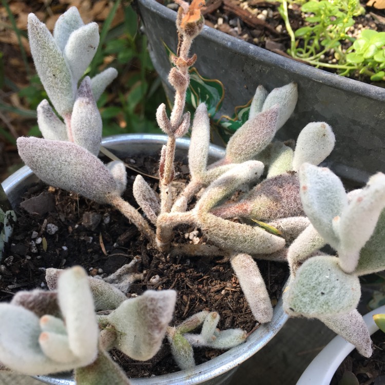 plant image 562260