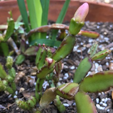 Hatiora Rosea
