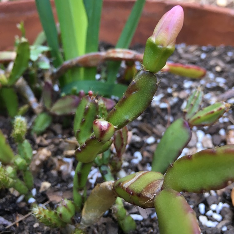 plant image 562315