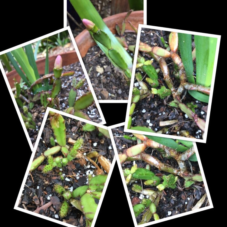 Plant image Hatiora Rosea