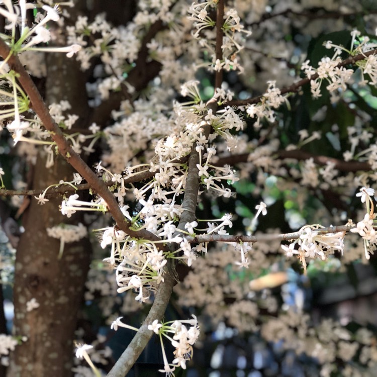 plant image 571720