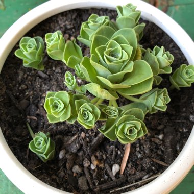 Aeonium Aureum