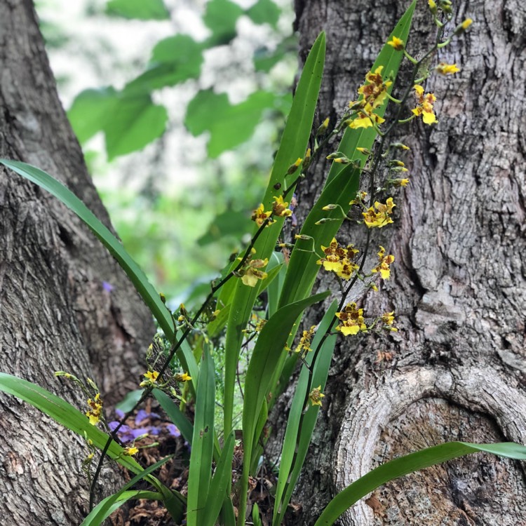 Plant image Oncidium 'Golden Showers'