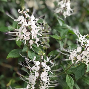Orthosiphon arisatus