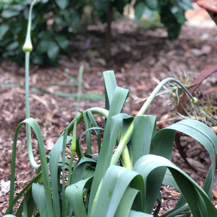 plant image 575766