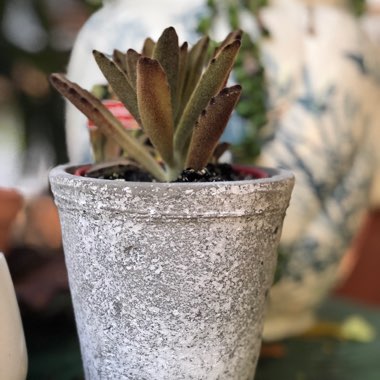 Kalanchoe Tomentosa 'Chocolate Soldier'