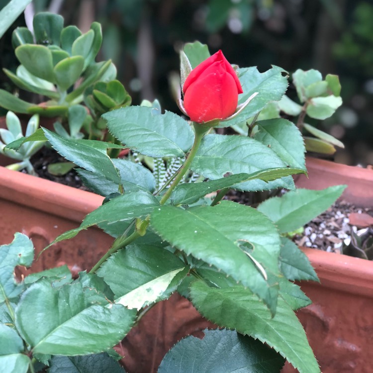 plant image 576403