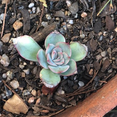 Echeveria Pulidonis