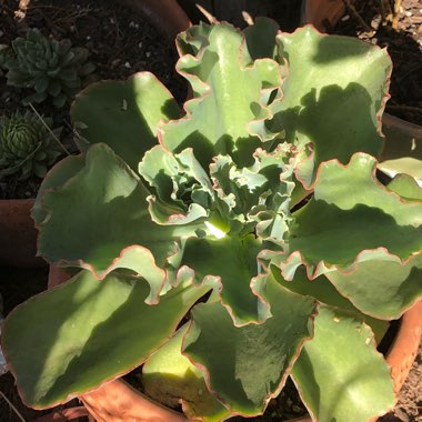 Echeveria Dick's Pink