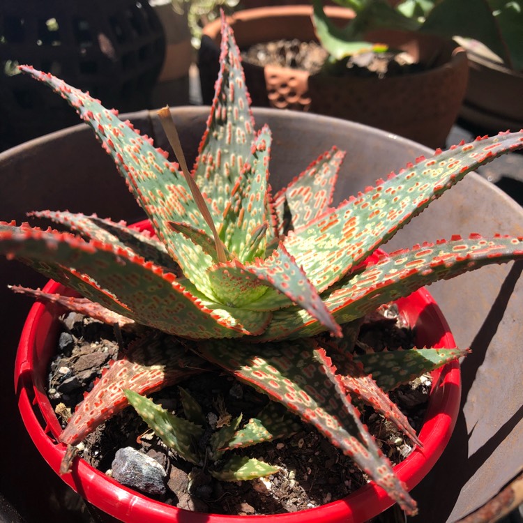 plant image 611729