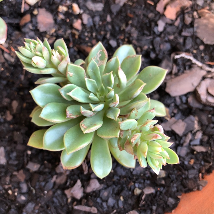 Plant image xSedeveria Darley Dale