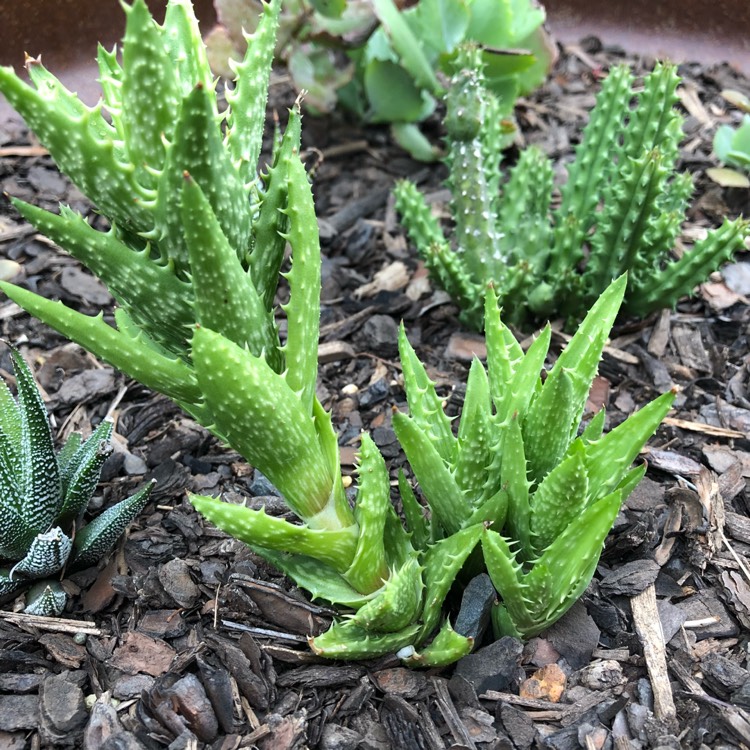 plant image 627107