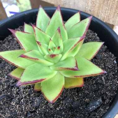Echeveria Agavoides Red Edge
