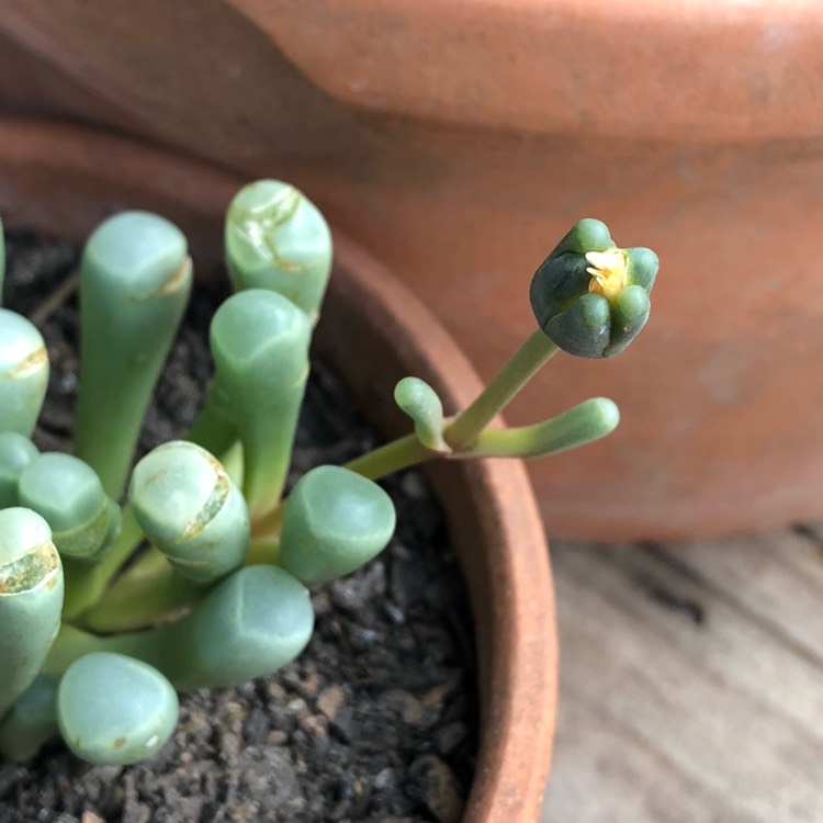 plant image 638529