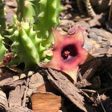 Stapelia scitula