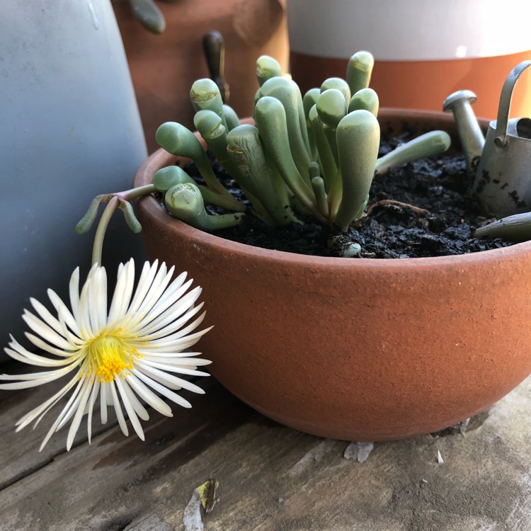Plant image Fenestraria aurantiaca