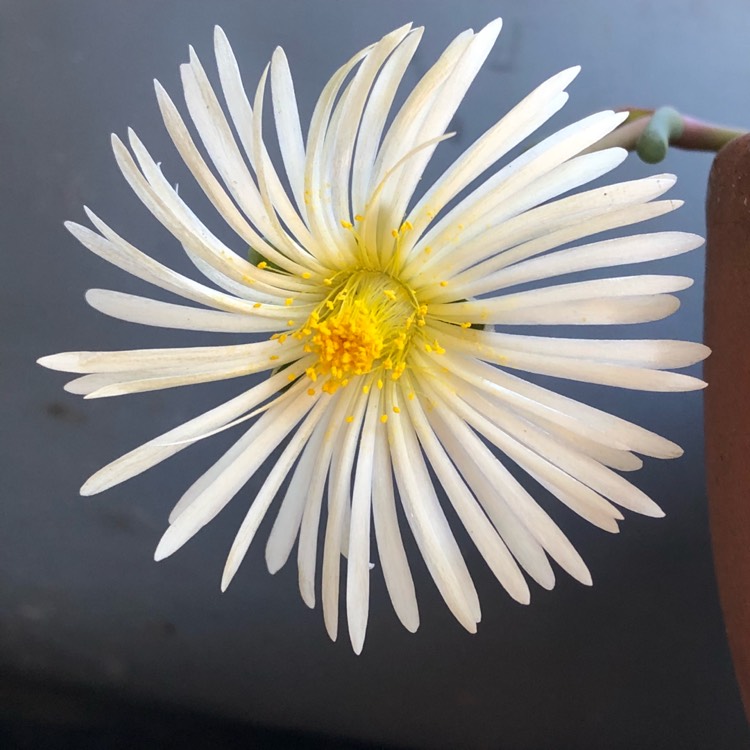 plant image 642076