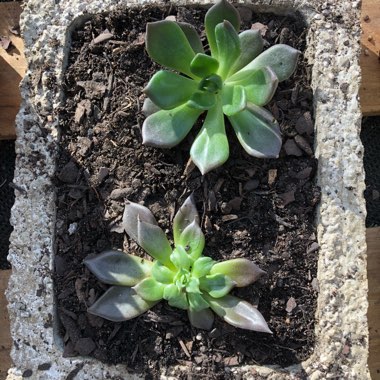 Echeveria Black Prince