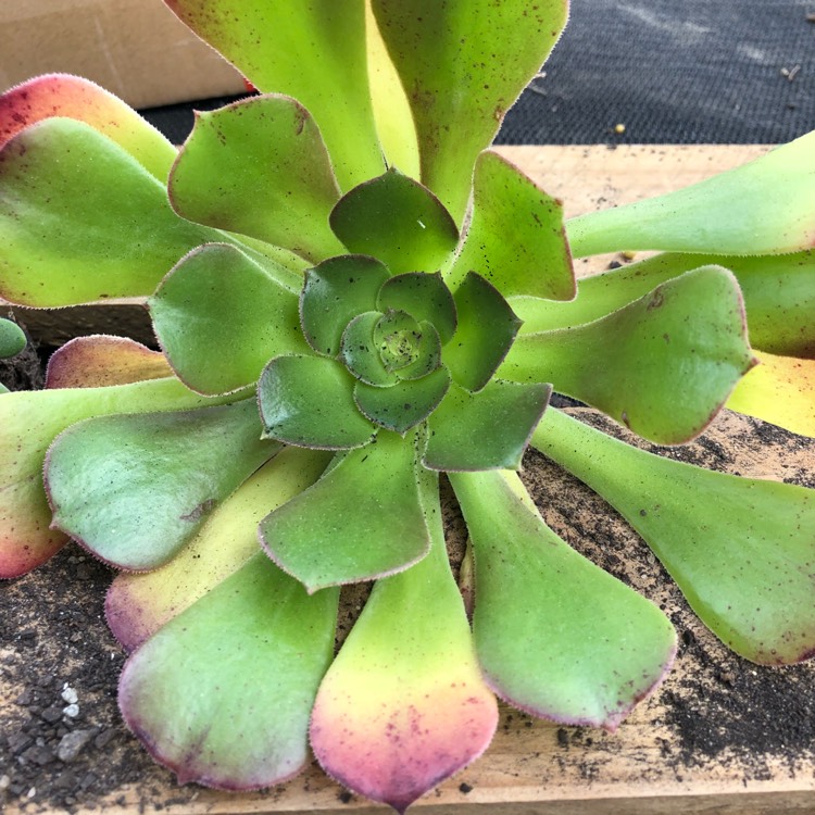 Plant image Aeonium Blushing Beauty