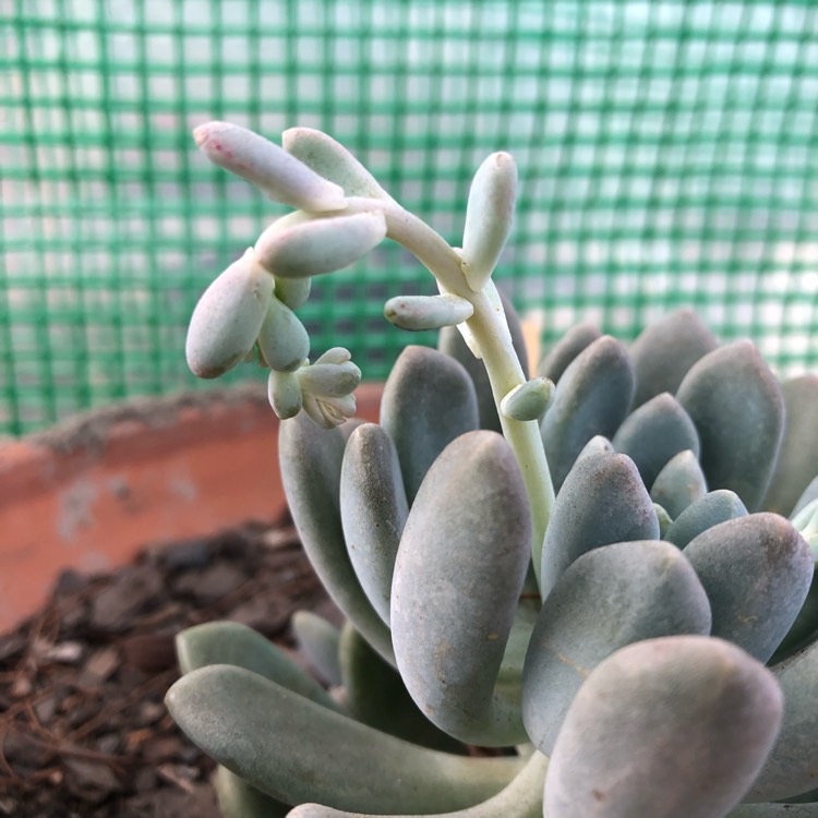 plant image 742098