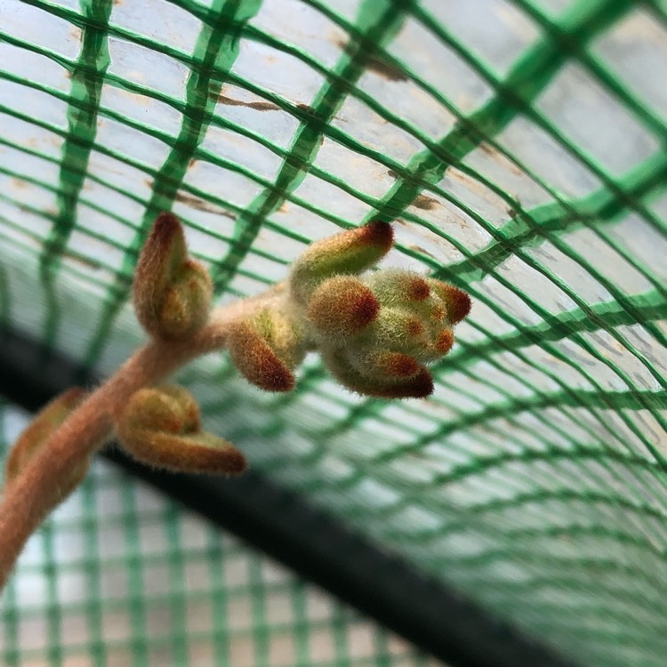 plant image 742103