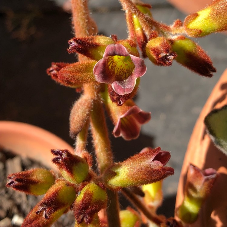 Plant image Kalanchoe tomentosa 'Black Tie'