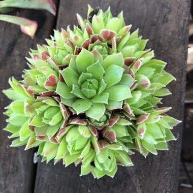 Sempervivum Pekinese