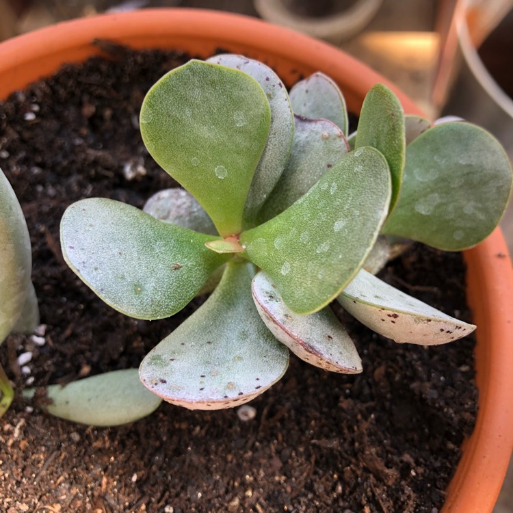 Plant image Adromischus Leucophyllus