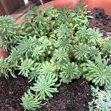 Sedum Pulchellum