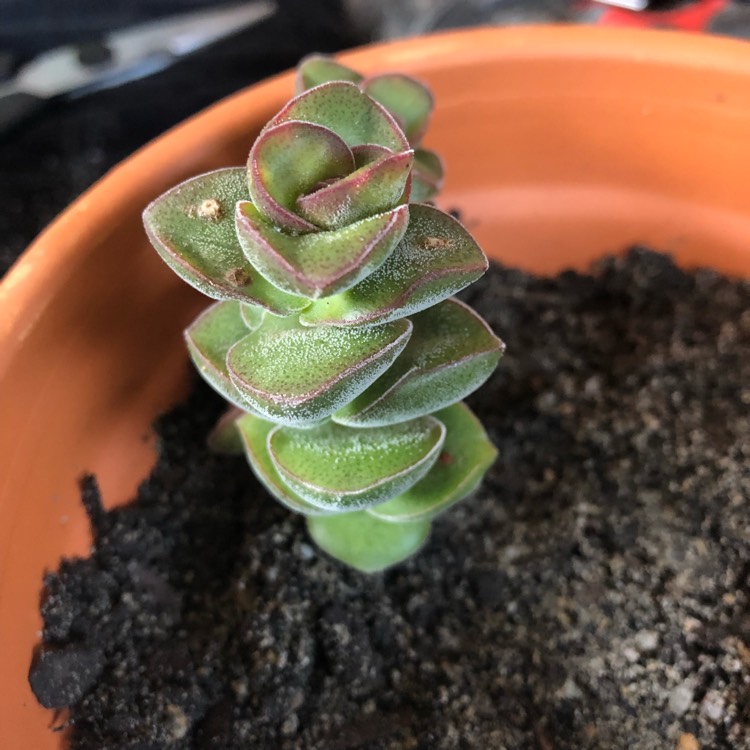 Plant image Crassula Jade Tower