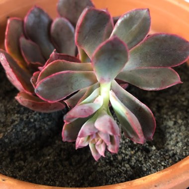 Echeveria Painted Frills