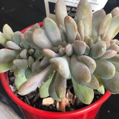 x Pachyveria Elaine Cristata