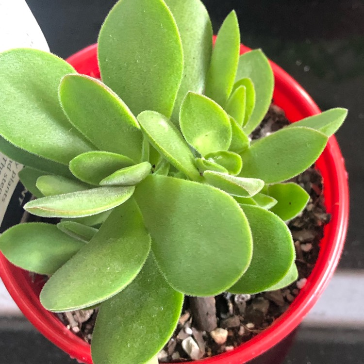Plant image Crassula pubescens subsp. pubescens