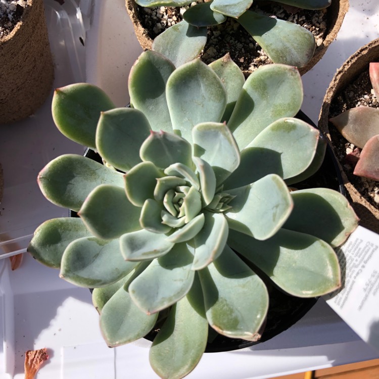 plant image 945831