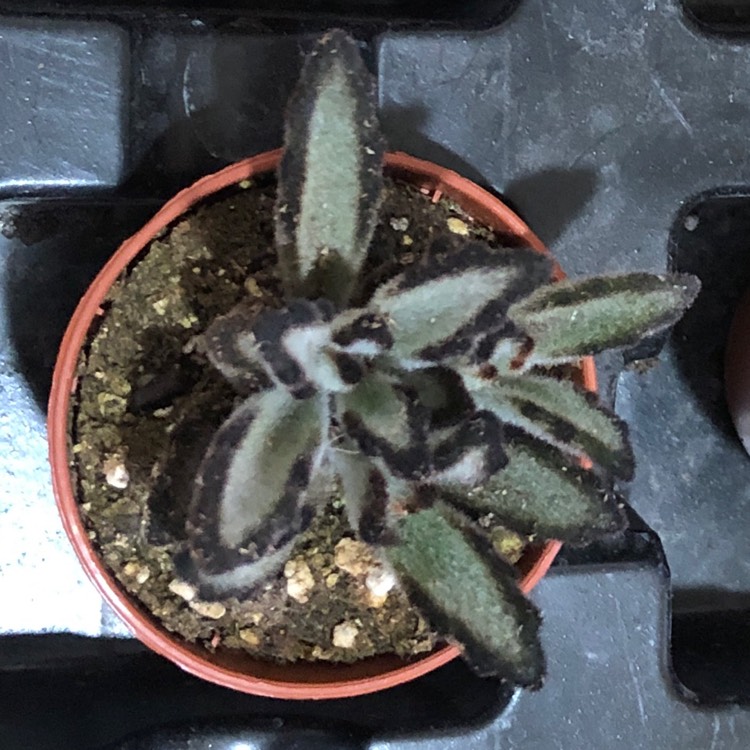 plant image 963177