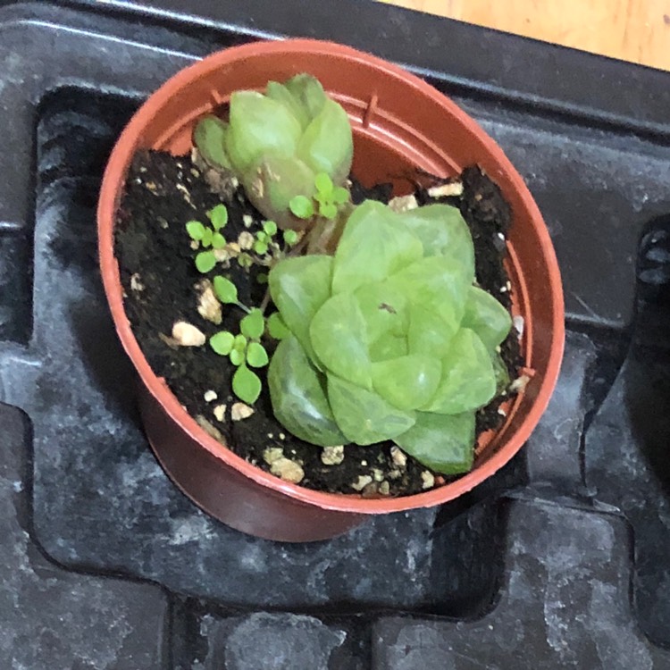 plant image 963178