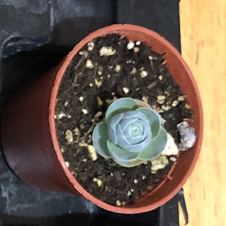 plant image 963181