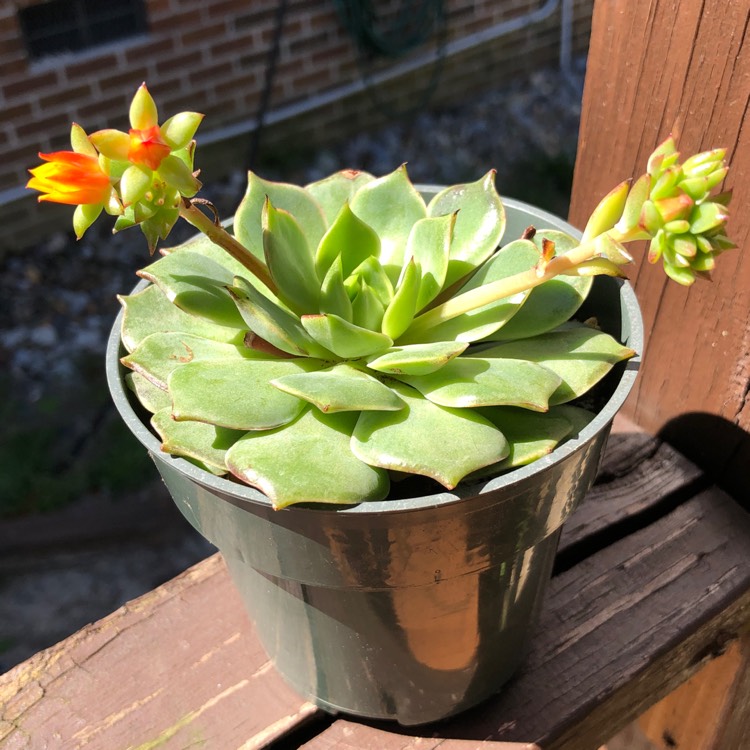 plant image 967220