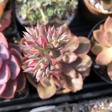 Echeveria 'Painted Frills'