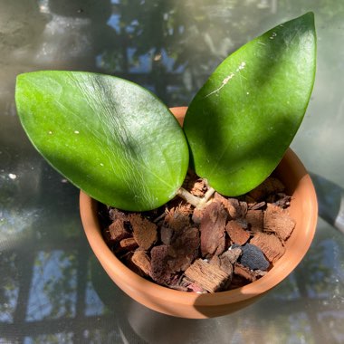 Hoya Pottsii