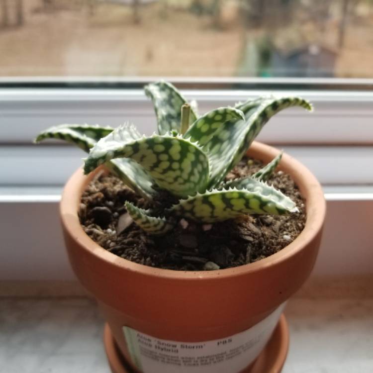 Plant image Aloe 'Snowstorm'