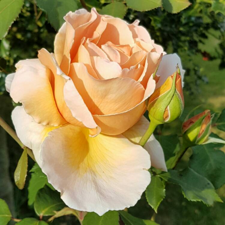 plant image 222135