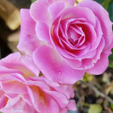 Hybrid Tea Rose 'Pink Princess '